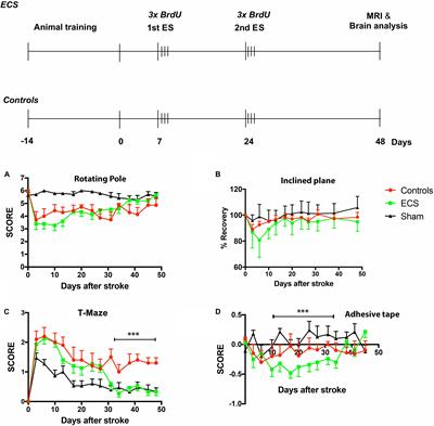 Electric Stimulation of Neurogenesis Improves Behavioral Recovery After Focal Ischemia in Aged Rats